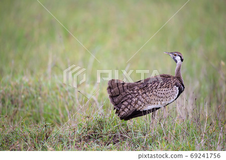 Indigenous gray bird is standing in the grass and looking 69241756