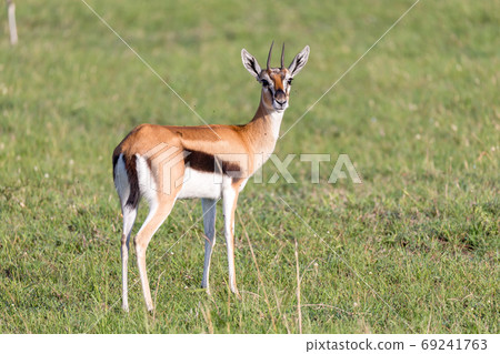 Thomson gazelles in the middle of a grassy landscape in the Keny Thomson gazelles in the middle of a grassy landscape in the Keny 69241763