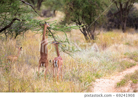 Some antelopes in the grass landscape of Kenya Some antelopes in the grass landscape of Kenya 69241908