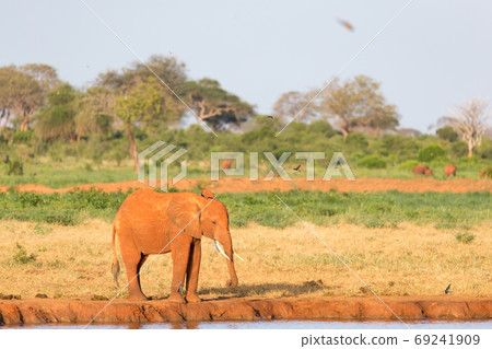 A family of red elephants at a water hole in the middle of the s A family of red elephants at a water hole in the middle of the s 69241909