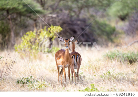 Some antelopes in the grass landscape of Kenya Some antelopes in the grass landscape of Kenya 69241910