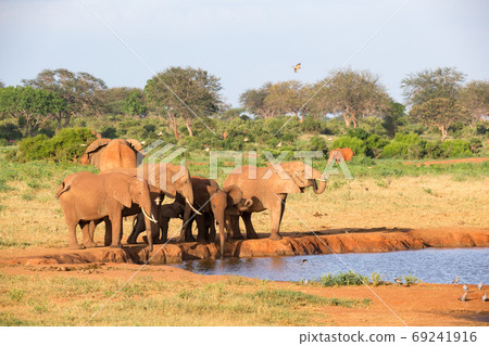 A family of red elephants at a water hole in the middle of the s 69241916