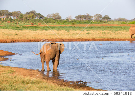 A family of red elephants at a water hole in the middle of the s A family of red elephants at a water hole in the middle of the s 69241918