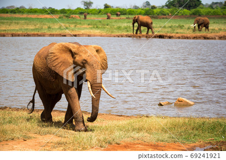 A big red elephant is walking on the bank of a water hole 69241921