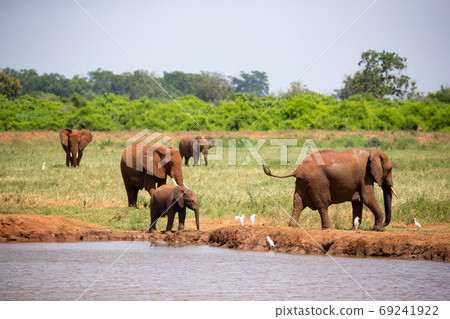 Red elephants on the waterhole in the savannah of Kenya 69241922