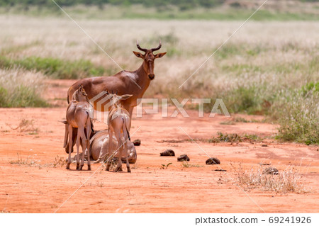A family of Topi antelopes in the Kenyan savannah 69241926