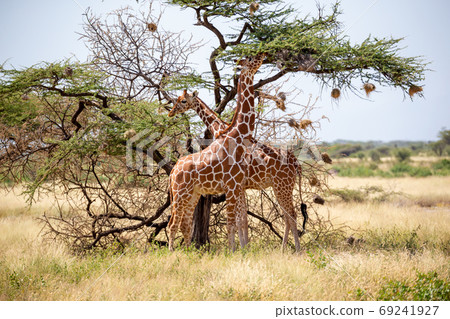 Two Somalia giraffes eat the leaves of acacia trees 69241927