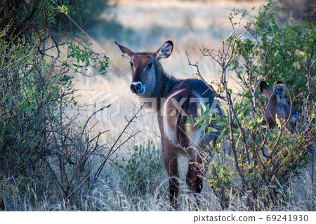 Native species of antelope in the meadow 69241930