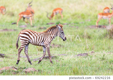 A Zebra family grazes in the savanna in close proximity to other A Zebra family grazes in the savanna in close proximity to other 69242216