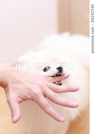 A man biting his hand by his dog Pomeranian A man biting his hand by his dog Pomeranian 69242540