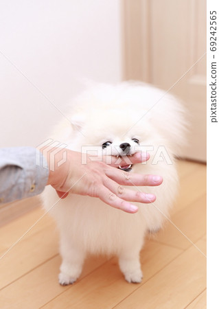 一個男人被他的狗博美犬咬傷了手 一個男人被他的狗博美犬咬傷了手 69242565