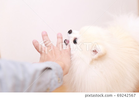 一個男人被他的狗博美犬咬傷了手 69242567