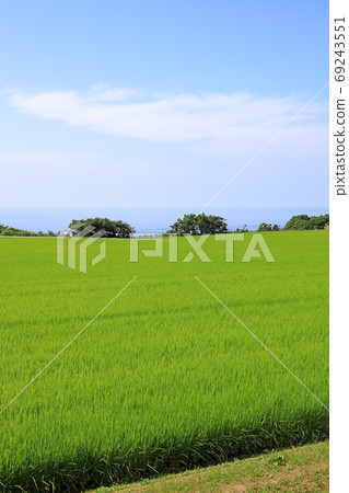 The Sea of Japan and paddy fields in Sadogashima in summer 69243551