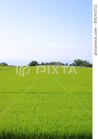 夏季的日本海和佐渡島的稻田 夏季的日本海和佐渡島的稻田 69243552