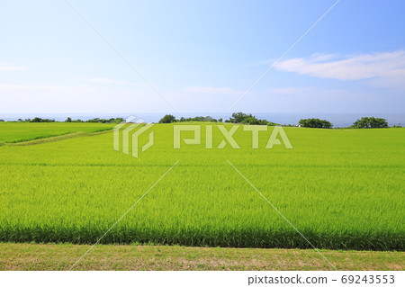 夏季的日本海和佐渡島的稻田 69243553
