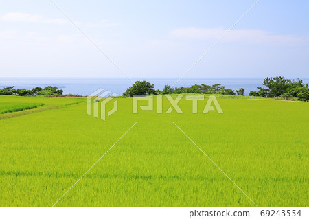 夏季的日本海和佐渡島的稻田 夏季的日本海和佐渡島的稻田 69243554