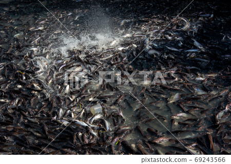 Pangasius and freshwater species in Asia are popular for food exports. Fish raised in a closed system Pangasius and freshwater species in Asia are popular for food exports. Fish raised in a closed system 69243566