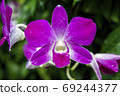 Closeup of Orchids flowers and green leaves background in garden. 69244377