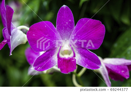 Closeup of Orchids flowers and green leaves background in garden. Closeup of Orchids flowers and green leaves background in garden. 69244377