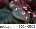 Close-up of pink tiny flowers 69244502
