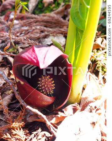 Early spring flowers of thaw, Zazensou 69244595