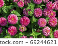 Beautiful pink marigold flowers in the garden. 69244621