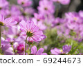 Close-up pink cosmos flower in the field. 69244673