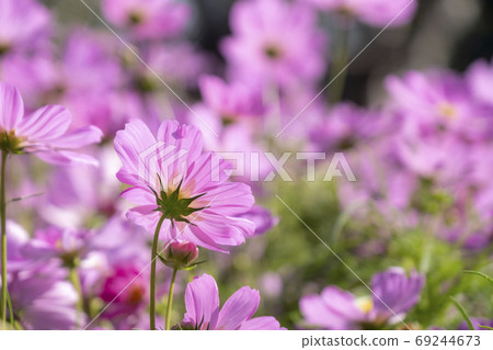 Close-up pink cosmos flower in the field. Close-up pink cosmos flower in the field. 69244673