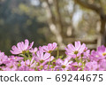 Close-up pink cosmos flower in the field. 69244675
