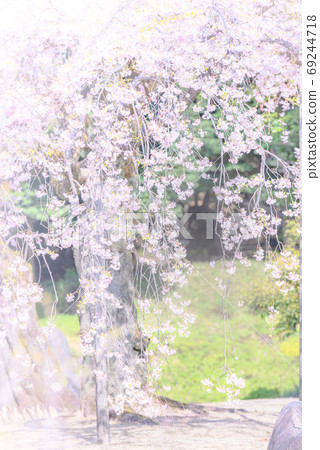 Weeping cherry blossoms in full bloom, cherry blossom petals, cherry blossoms, cherry blossoms, spring feeling, vertical composition Weeping cherry blossoms in full bloom, cherry blossom petals, cherry blossoms, cherry blossoms, spring feeling, vertical composition 69244718