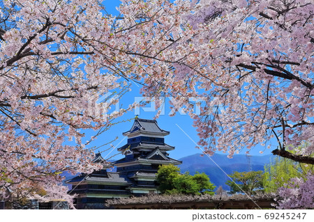 [長野縣]松本城盛開 69245247