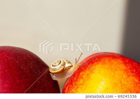 Little snail crawling on ripe red nectarines 69245336