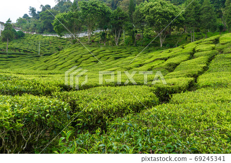 Tea plantations Cameron Valley. Green hills in the highlands of Malaysia. Tea production. Green bushes of young tea. Tea plantations Cameron Valley. Green hills in the highlands of Malaysia. Tea production. Green bushes of young tea. 69245341