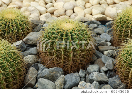 close up big cactus on the rock in garden 69245636
