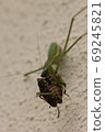 Parasitic mantis eating a stink bug 02 69245821