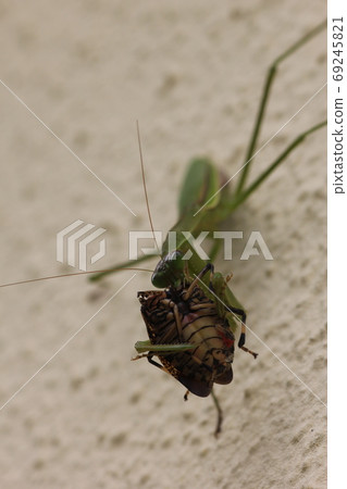 Parasitic mantis eating a stink bug 02 Parasitic mantis eating a stink bug 02 69245821