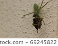 Parasitic mantis eating a stink bug 03 69245822