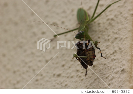 Parasitic mantis eating a stink bug 03 69245822