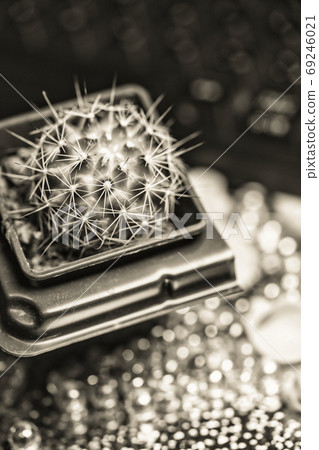 Cactus gardening mood change image hobby home 69246021
