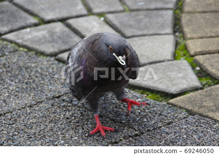 鴿子抗擊麵條 69246050