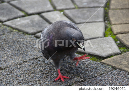 Dove fights against noodles 69246051