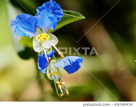 Flowering flower Flowering flower Flowering flower Flowering flower 69246434