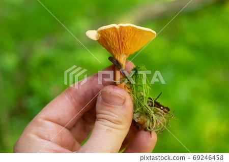 hand holding a false chanterelle or Hygrophoropsis aurantiaca 69246458