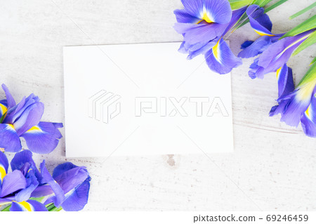 Fresh iris flowers 69246459