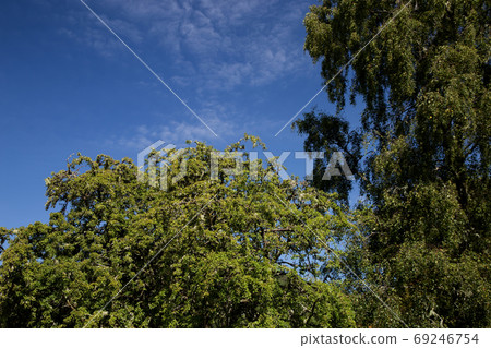 Tree Foliage Against a Bright Summer Sky Tree Foliage Against a Bright Summer Sky 69246754