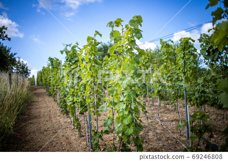 Grapevine rows at a vineyard estate on a sunny day Grapevine rows at a vineyard estate on a sunny day 69246808