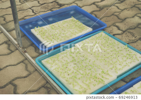 seedling of hydroponic vegetable sprout on wet sponge in plant n seedling of hydroponic vegetable sprout on wet sponge in plant n 69246913