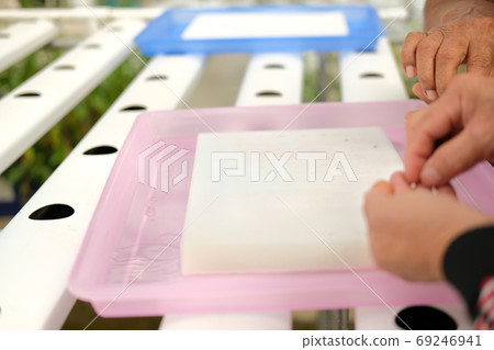 seedling of hydroponic vegetable sprout on wet sponge in plant n 69246941
