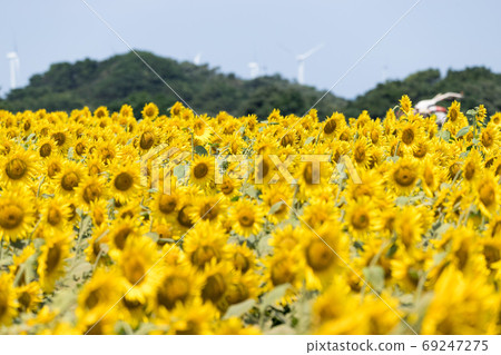 Wind turbines and sunflower fields in Choshi, Chiba Prefecture, Japan Wind turbines and sunflower fields in Choshi, Chiba Prefecture, Japan 69247275