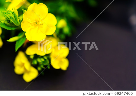 Evening grass that blooms on summer nights (often called evening primrose, both are evening primroses) 69247460